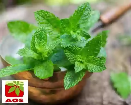 All About Mentha Arvensis Oil