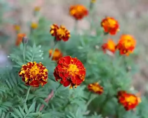About Tagetes Oil