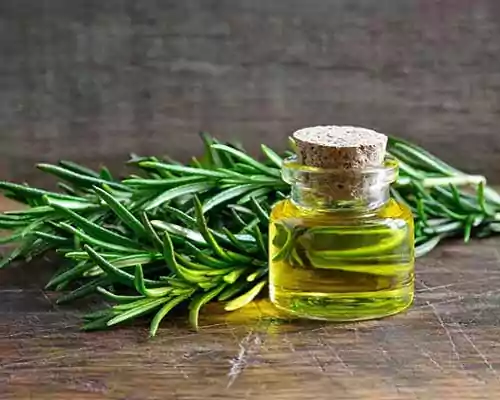 Rosemary Oil Benefits and Side Effects