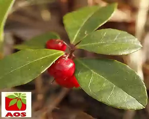 How to Use Wintergreen Oil