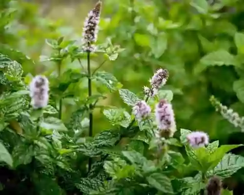 Know About Spearmint Oil