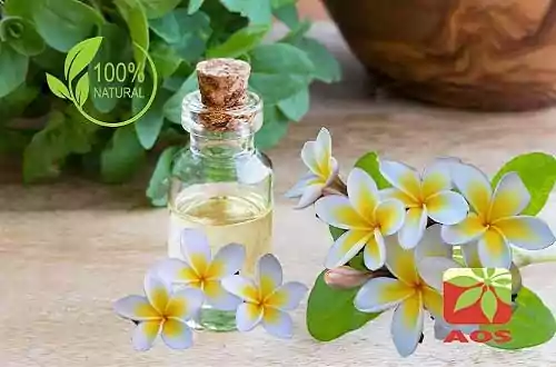 Buy Pranarom - Just Plain Essential Oils for Diffuser, Essential Oils for  Humidifiers, Essential Oils for Home, Natural Essential Oils for Skin Care,  Certified , 15ml Online at desertcartKUWAIT