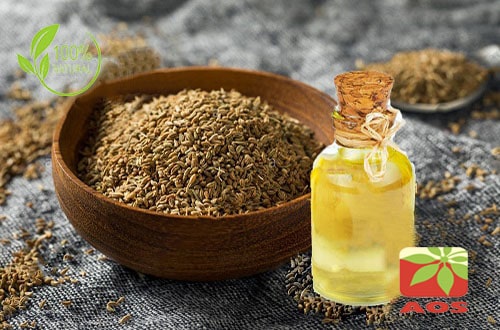 ajwain-oil-uses-benefits-aos-products-manufacturer-supplier