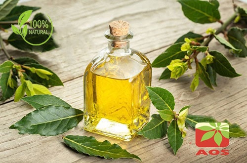 Laurel Leaf Oil  Uses, Benefits, Properties  AOS Products