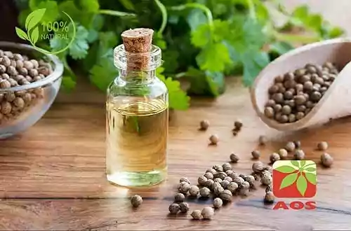 Coriander Oil