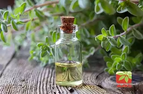 holy basil oil